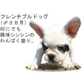 �t�����`�u���h�b�O