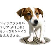 �W���b�N���b�Z���e���A